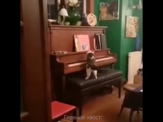 musical cat