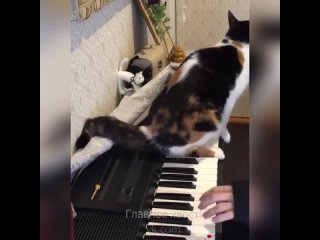 cat waltz