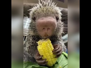 baby porcupine