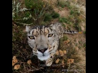 snow leopard greeted the camera