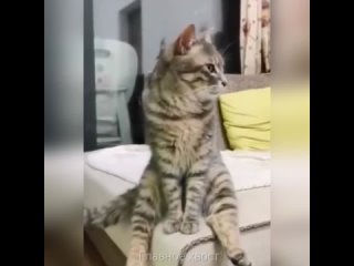 funny cats