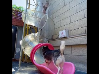 dog playground and they are all happy)