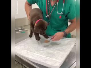 veterinarian pet