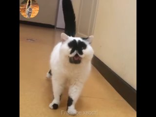 funny cat color