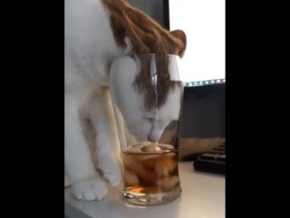 cocktail lover)