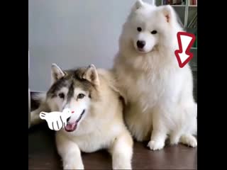 funny animals