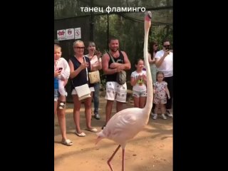 flamingo dance)