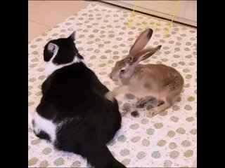 rabbit masseur